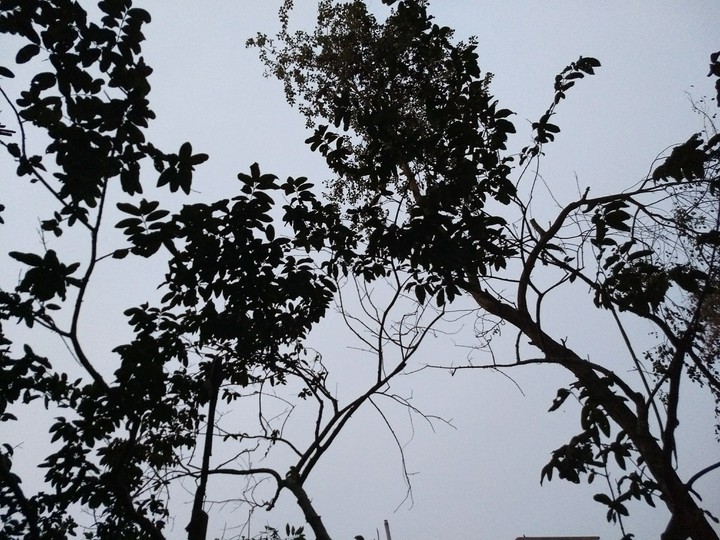 Dusky trees