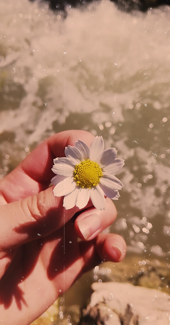 Daisy flower