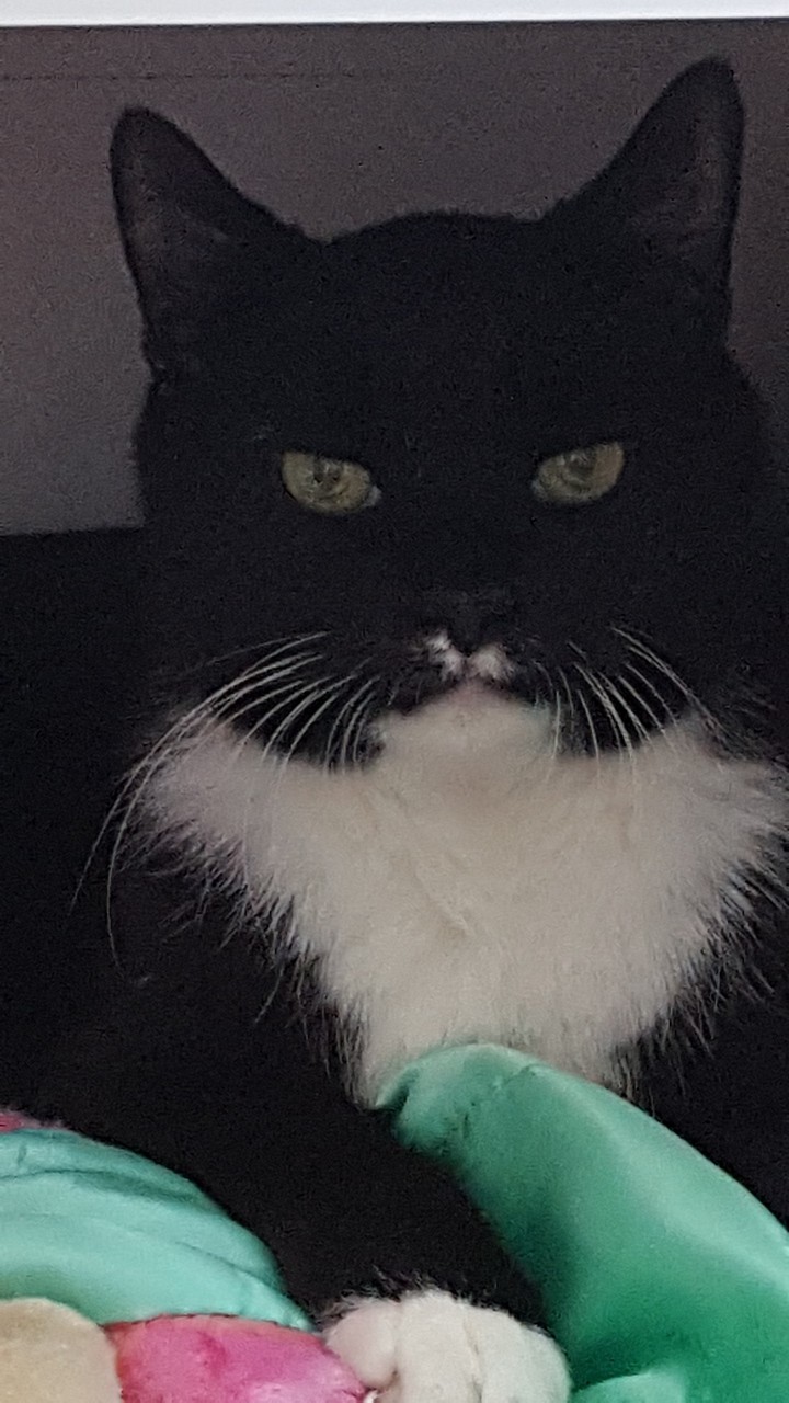 my cat Rocky