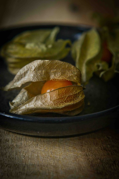 Physalis