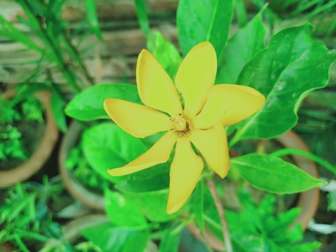 flower
