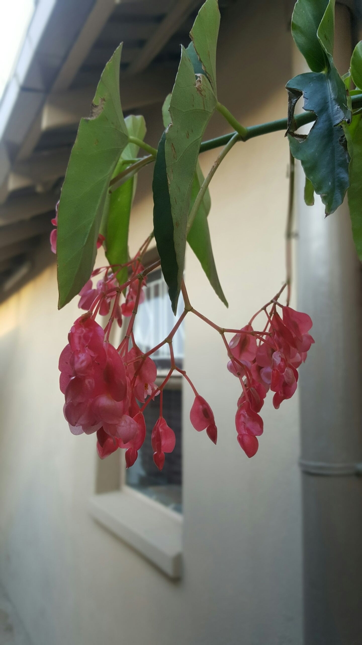 house/beautiful flowers