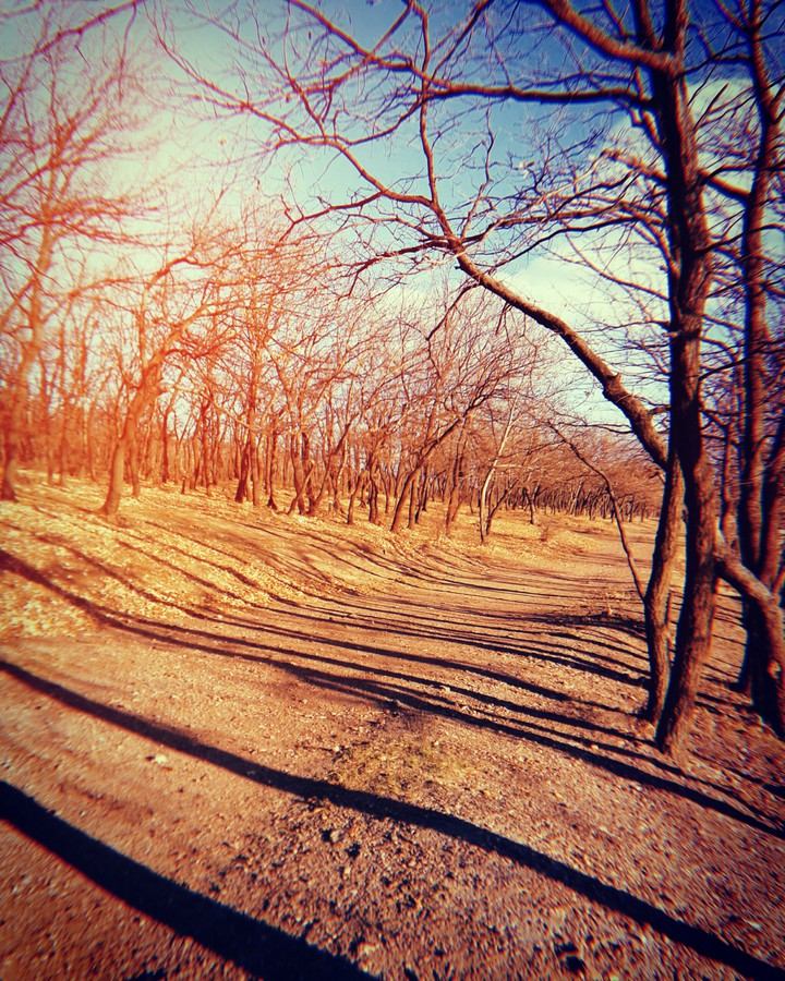 Лес // Forest