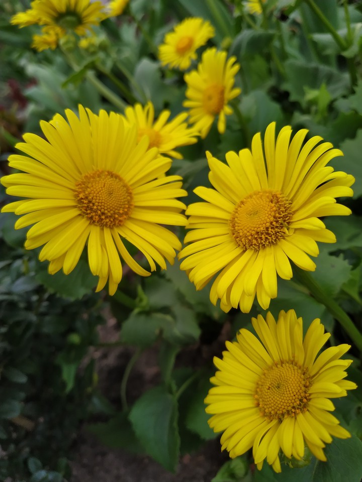 Yellow cuties