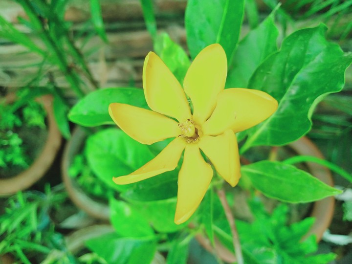 flower