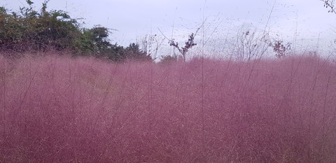 핑크뮬리