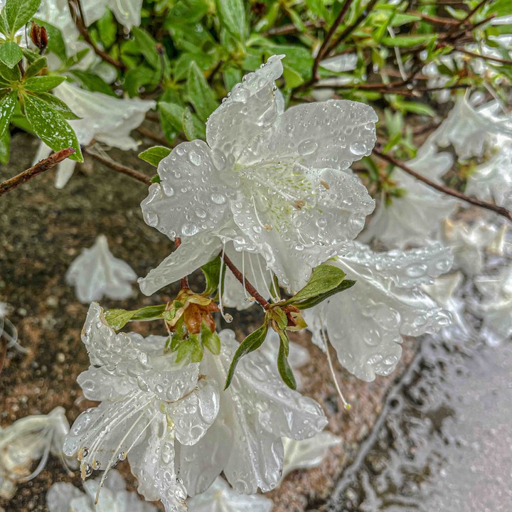 white flowers
