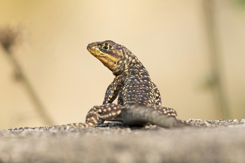 шпалери lacertids, iguanas