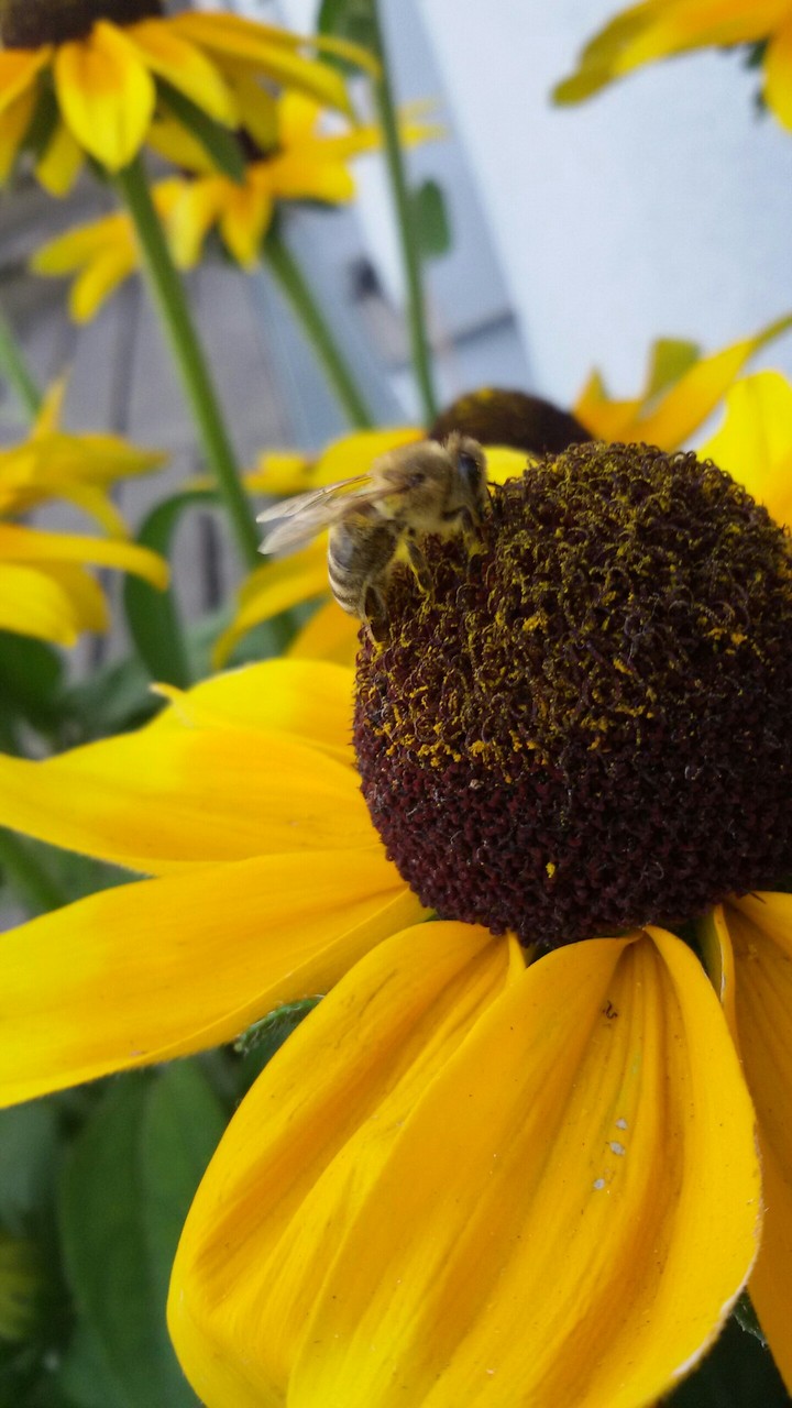 Coneflower