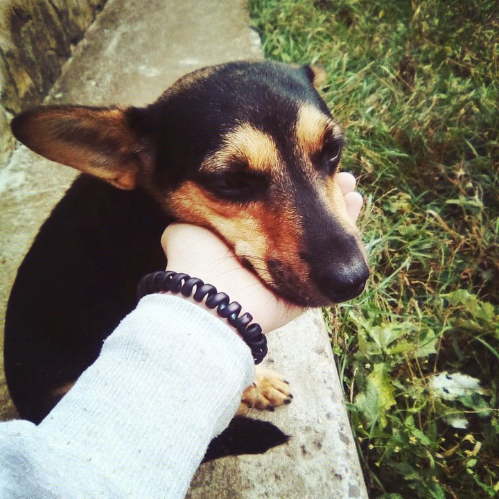 #dog
