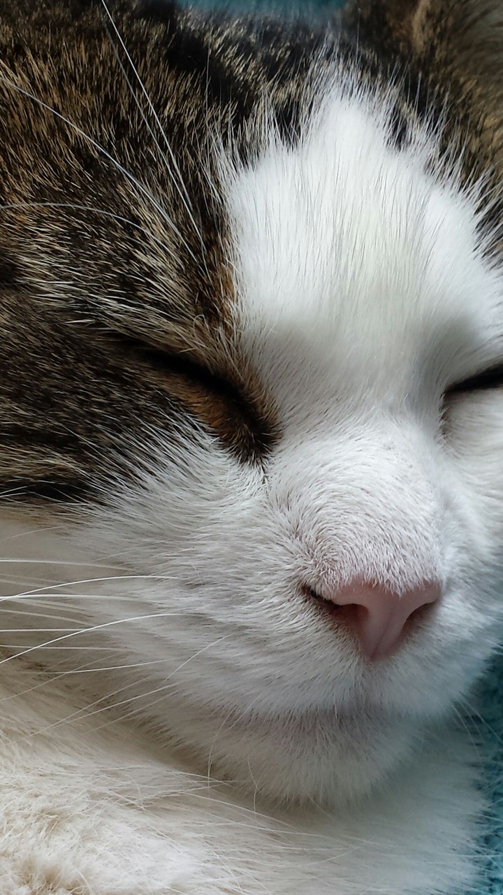 Sleepy