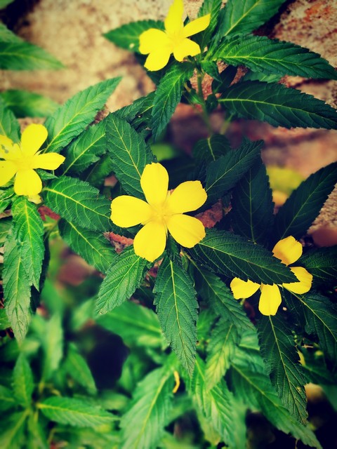 freshy yello