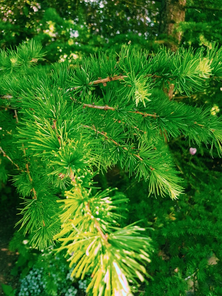 Trees