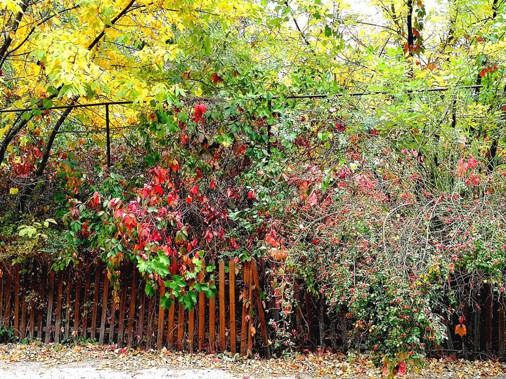 Autumn