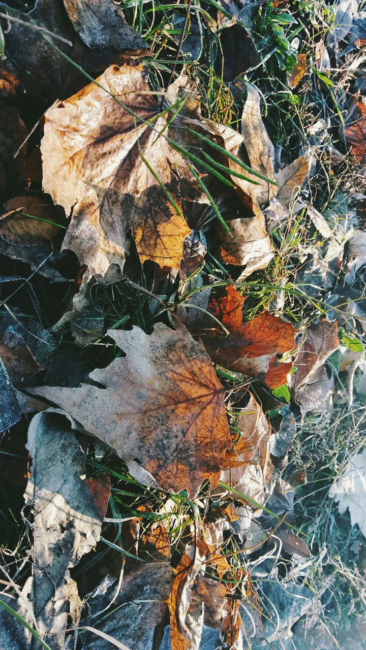 autumn