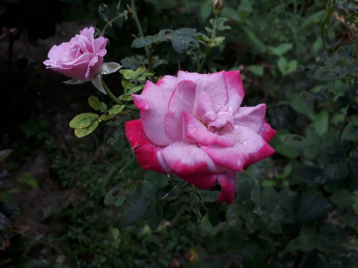 Rainy rose