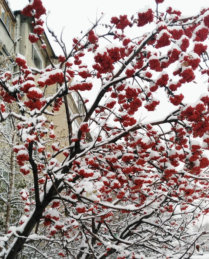 зимушка) ❄❄❄