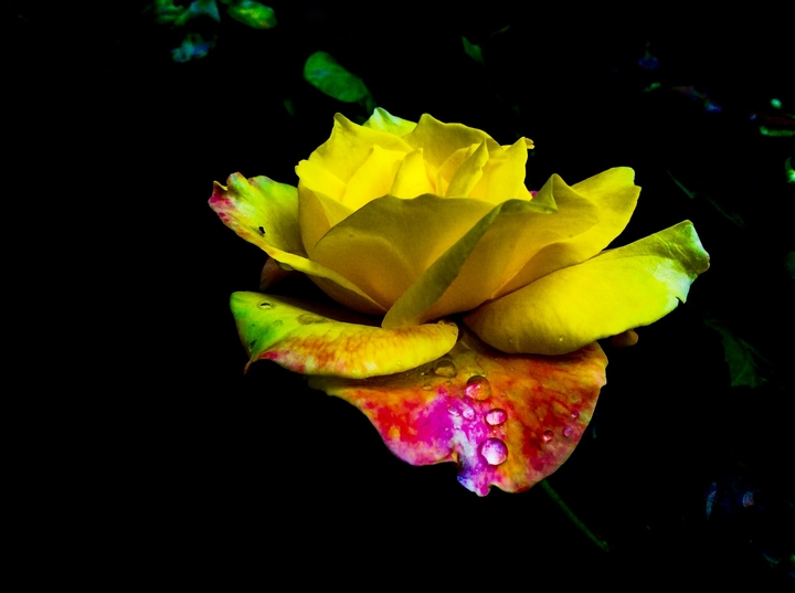 rainbow Rose...