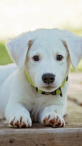 dog