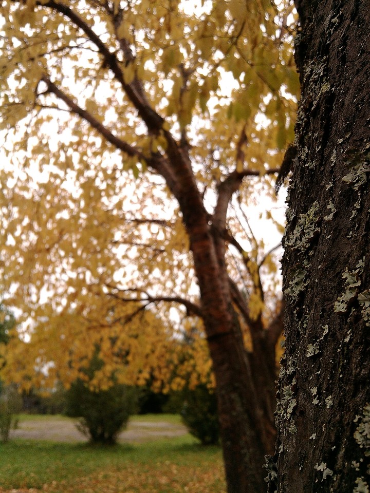 Autumn