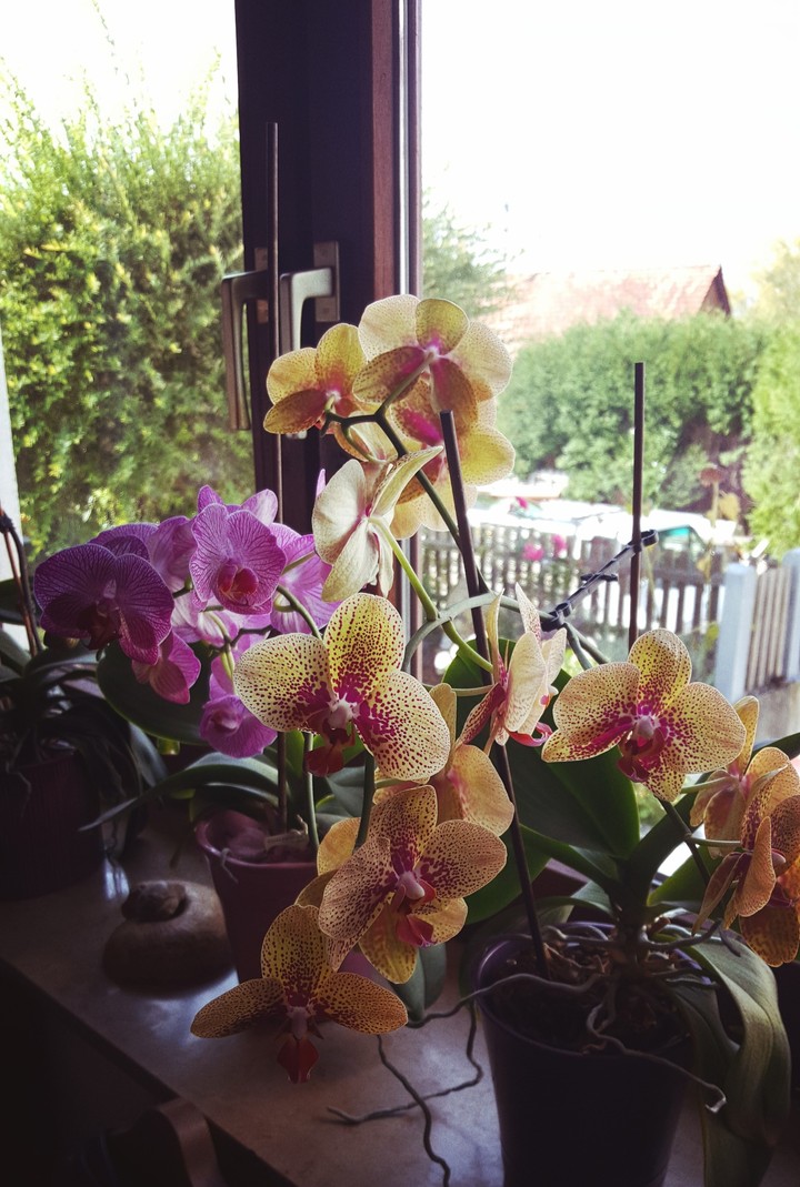flowers***