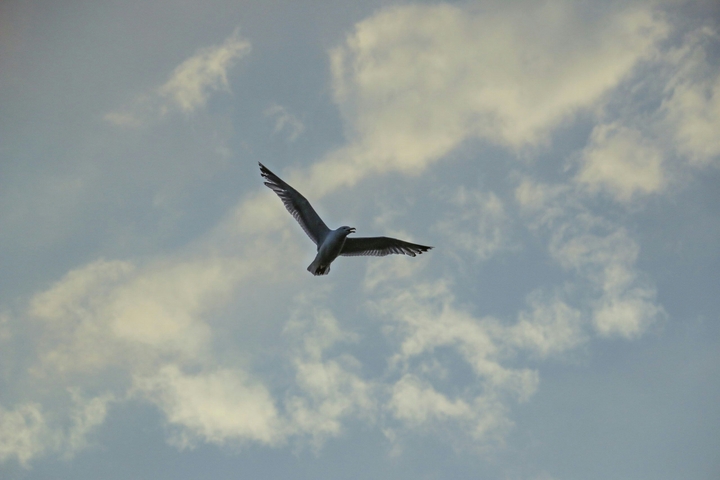 seagull