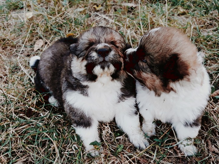 doglove