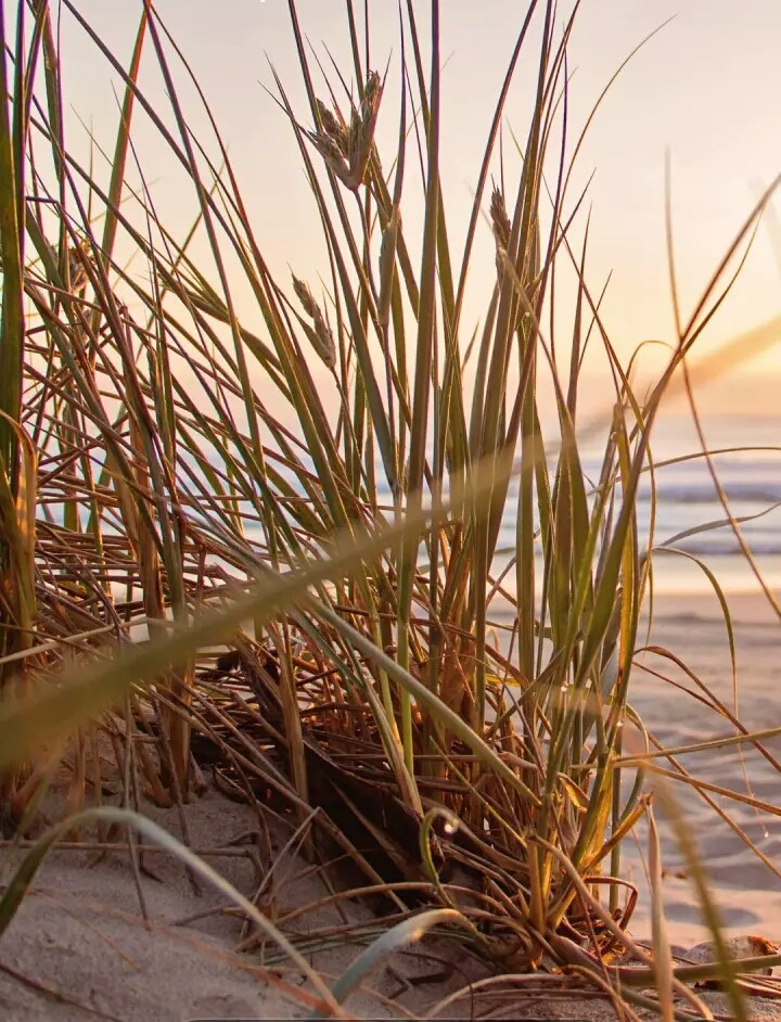 ⭐Dry grass⭐