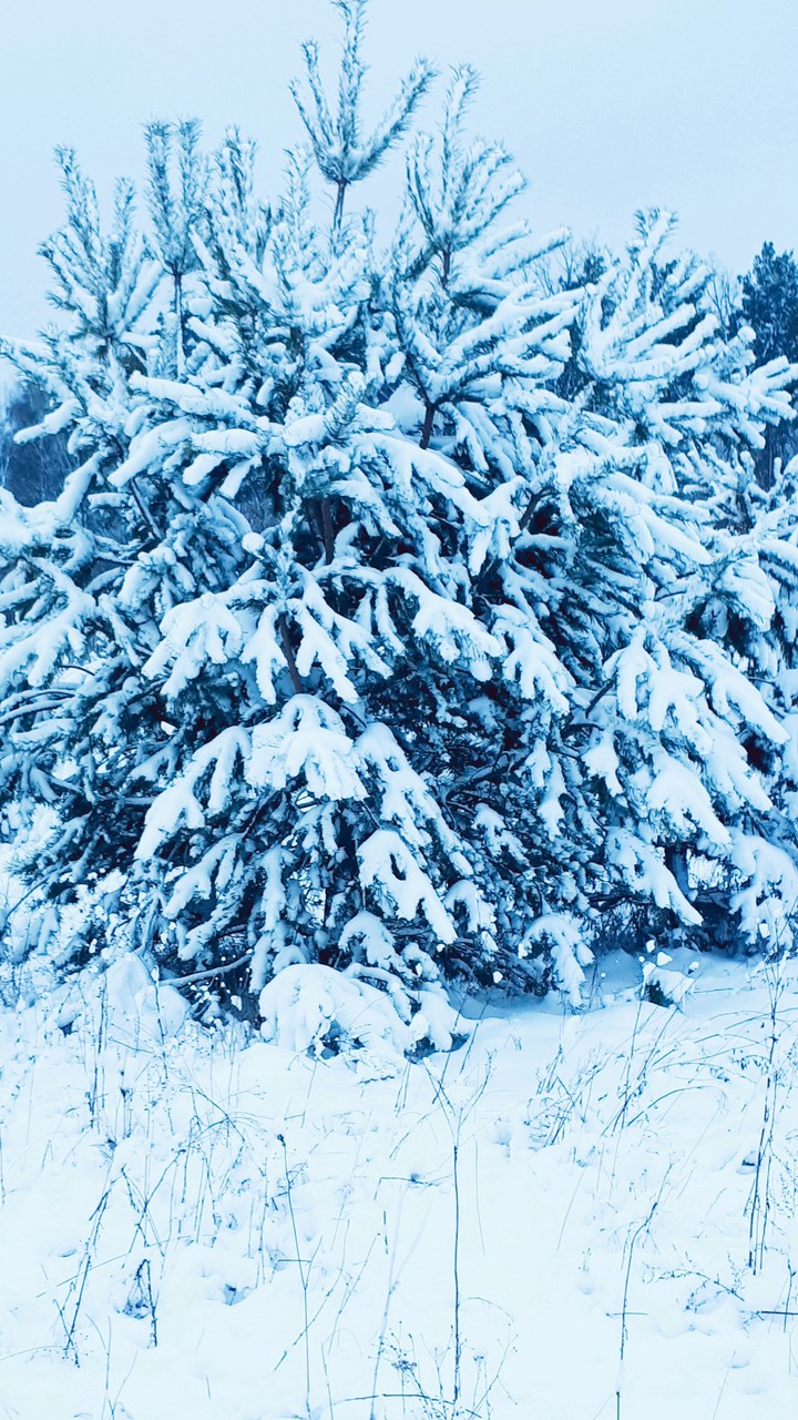 зима снежная