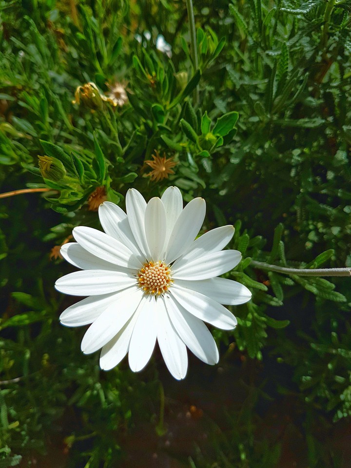 Daisy