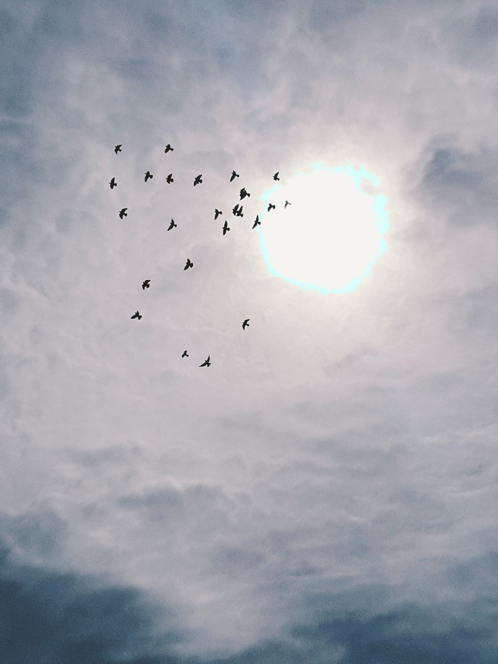 sun, freedom, sky, birds, fly