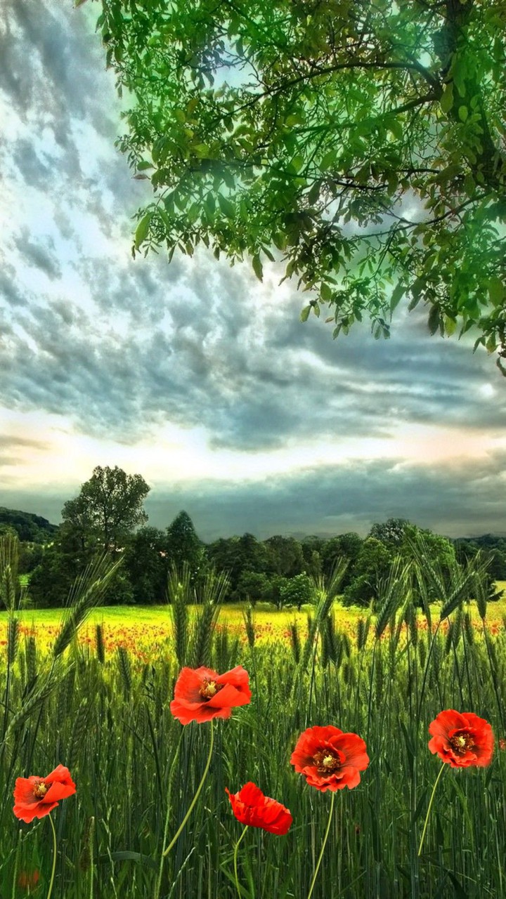 Nature