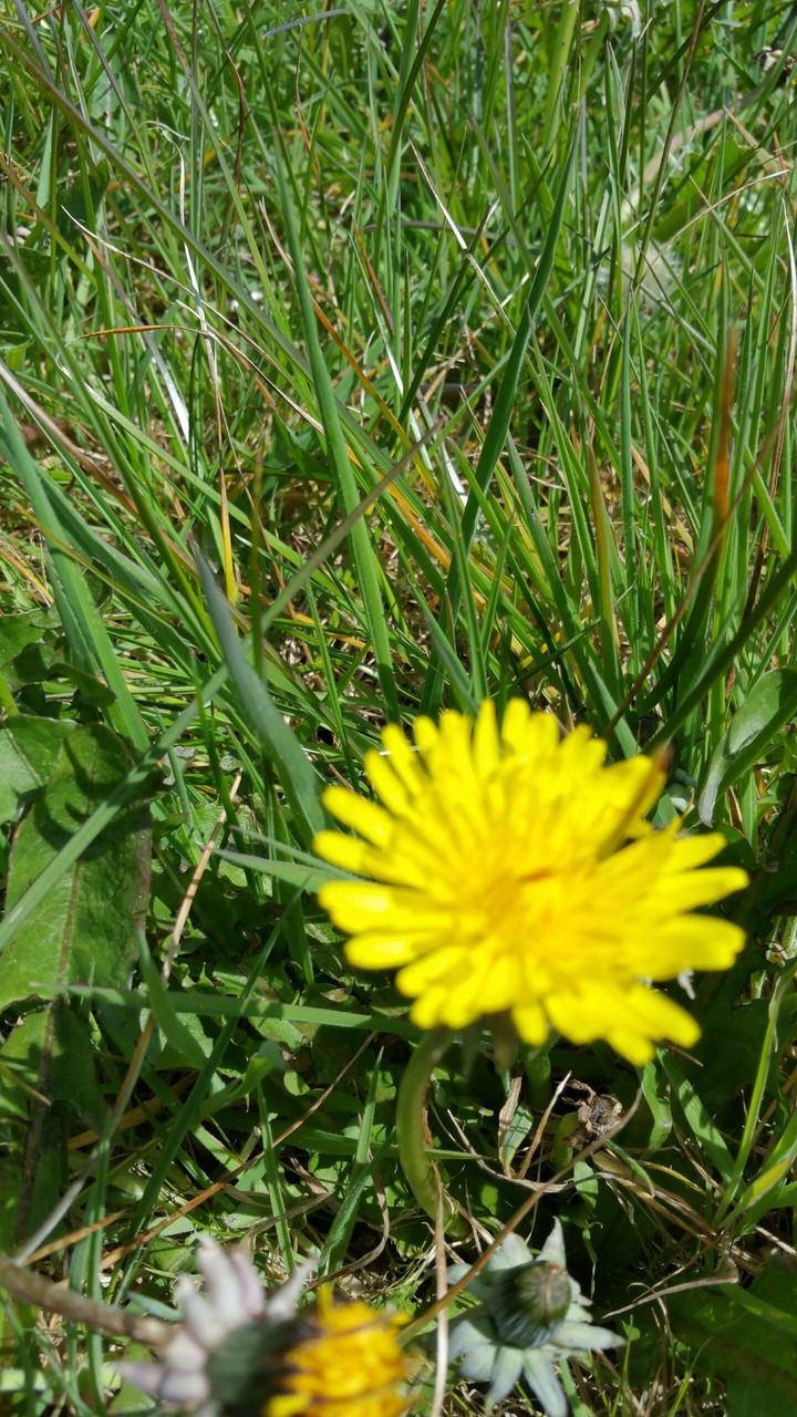 Dandelion