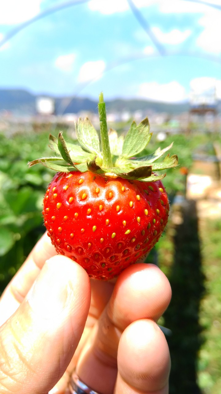 #strawberry