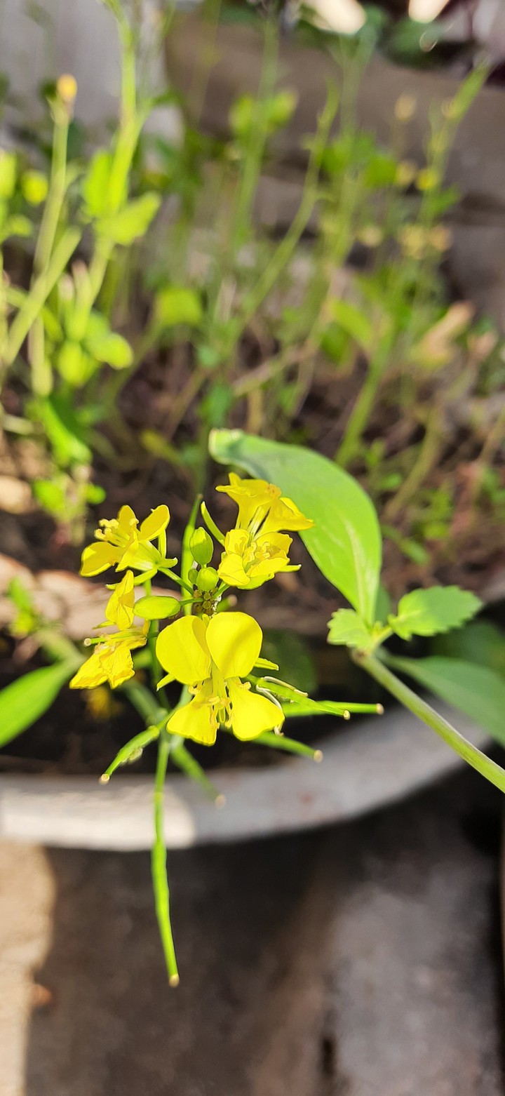 flower