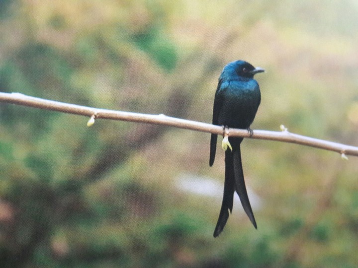 Bird in Nepal