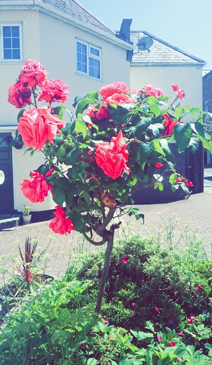 Rose bush