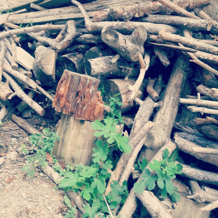 firewoods