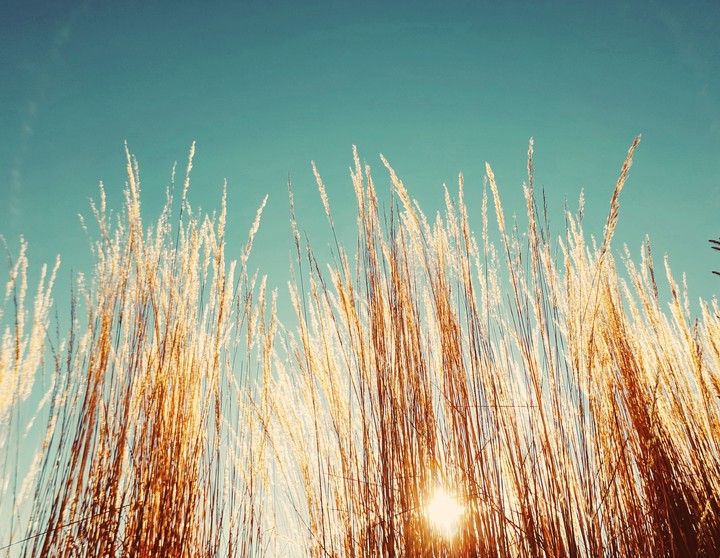 Grasses