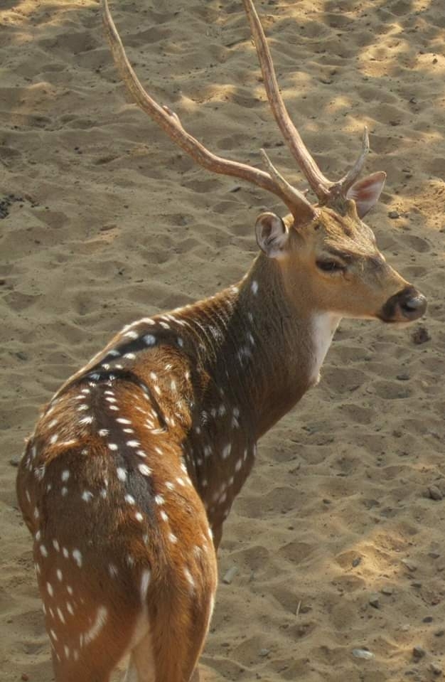 Deer