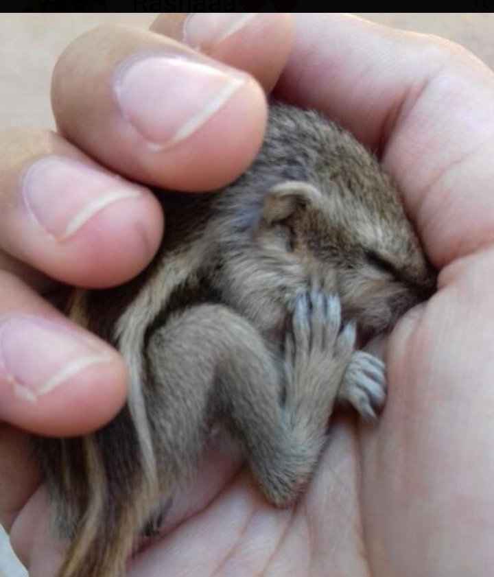 BABY SQUIRREL