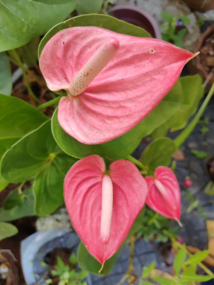 Anthurium