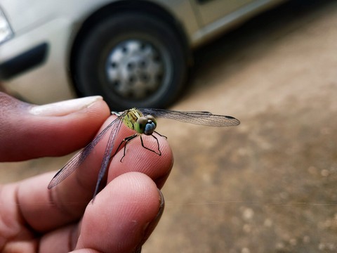 sfondi dragonfly, pest