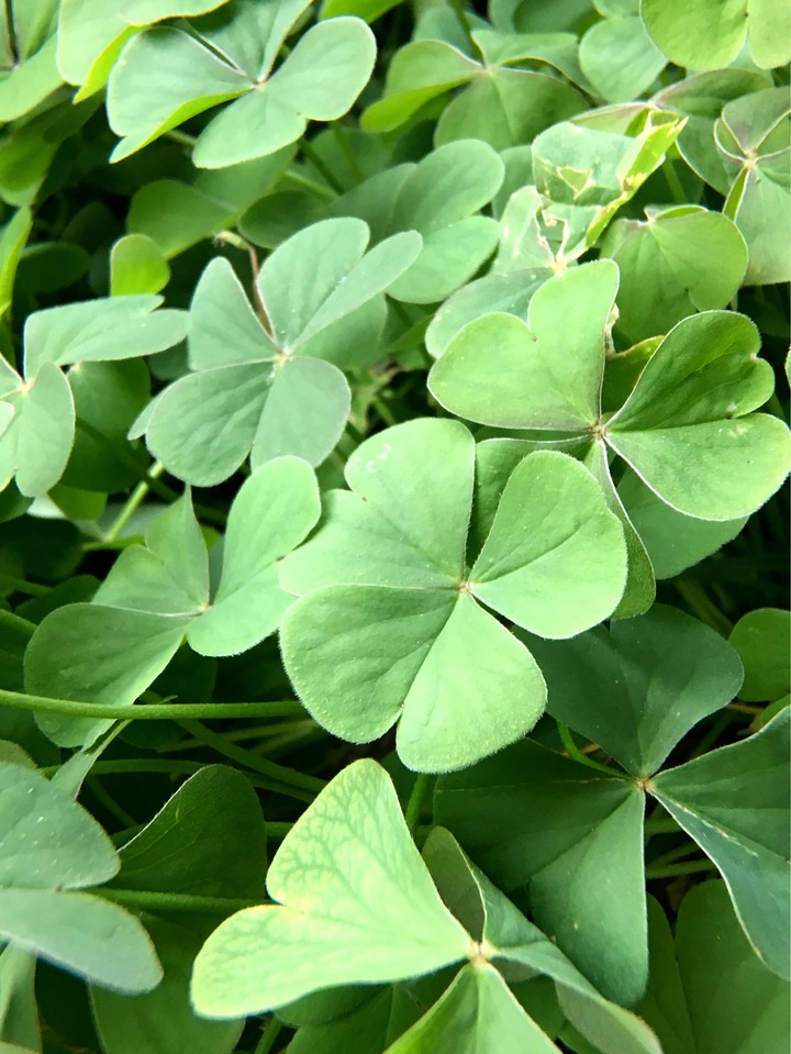 Clovers☘️