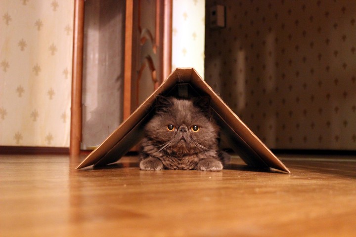 Felix