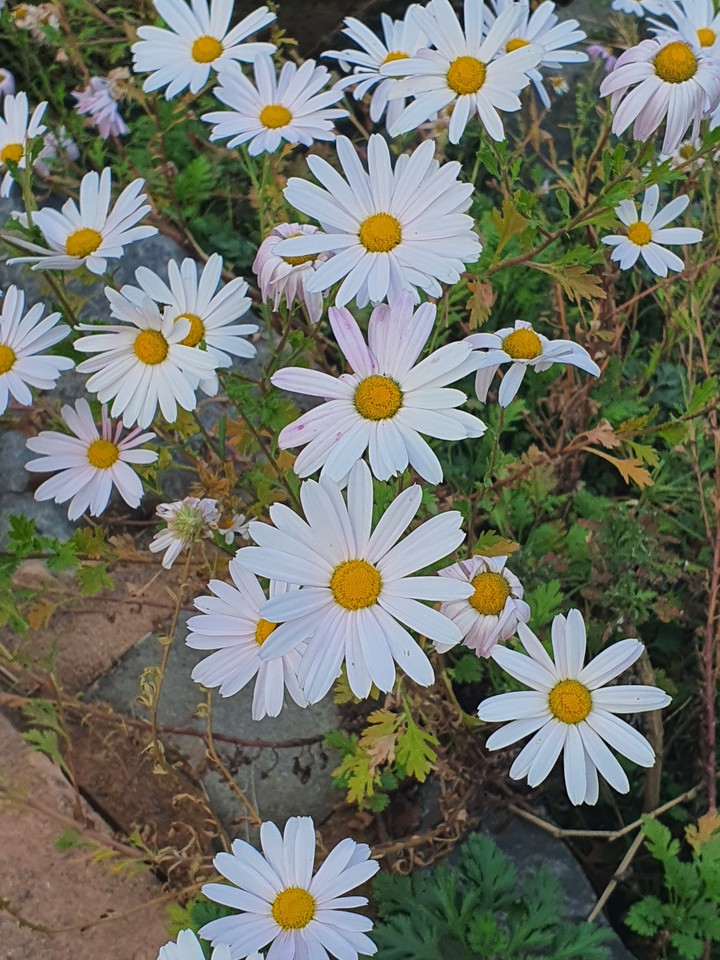 예쁜꽃