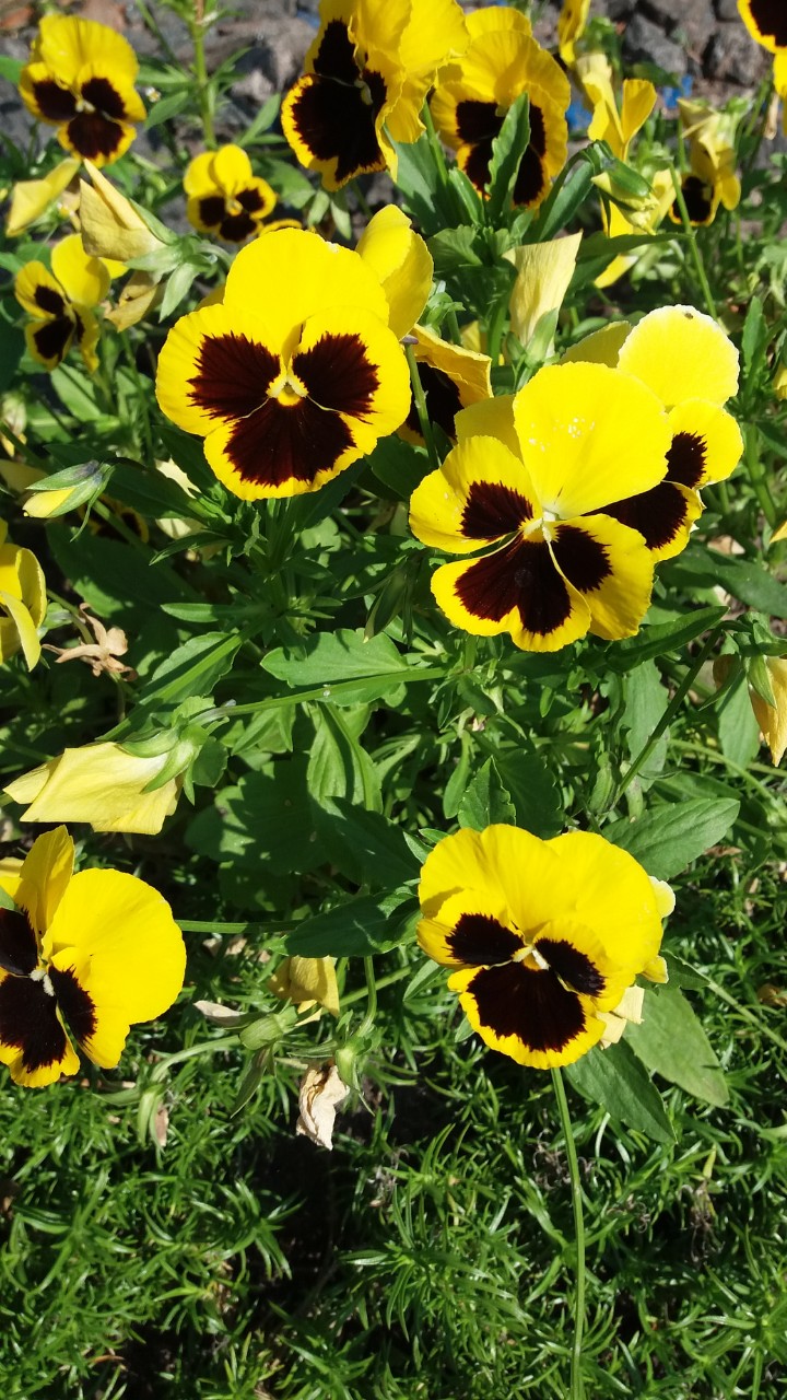 Pansies