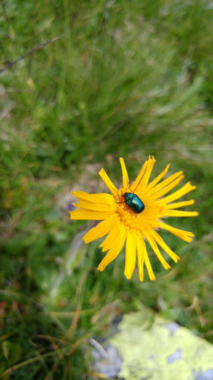 Little Yellow Flower
