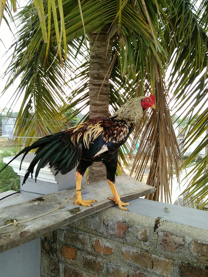 cock