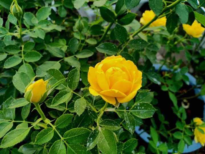 hoa hồng
